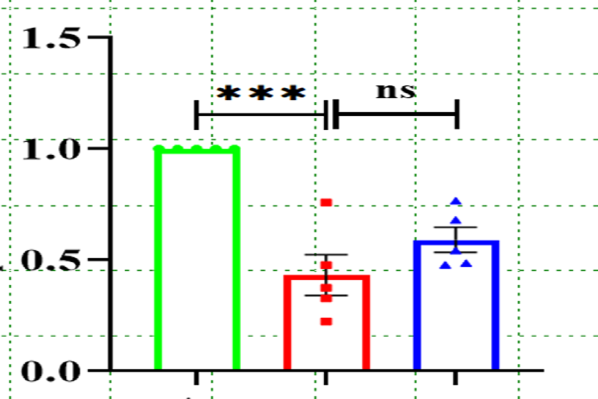 Cell Transfection | PMCF (Primary Cardiac Fibroblasts from Neonatal Mice) Cells Transfection – siRNA