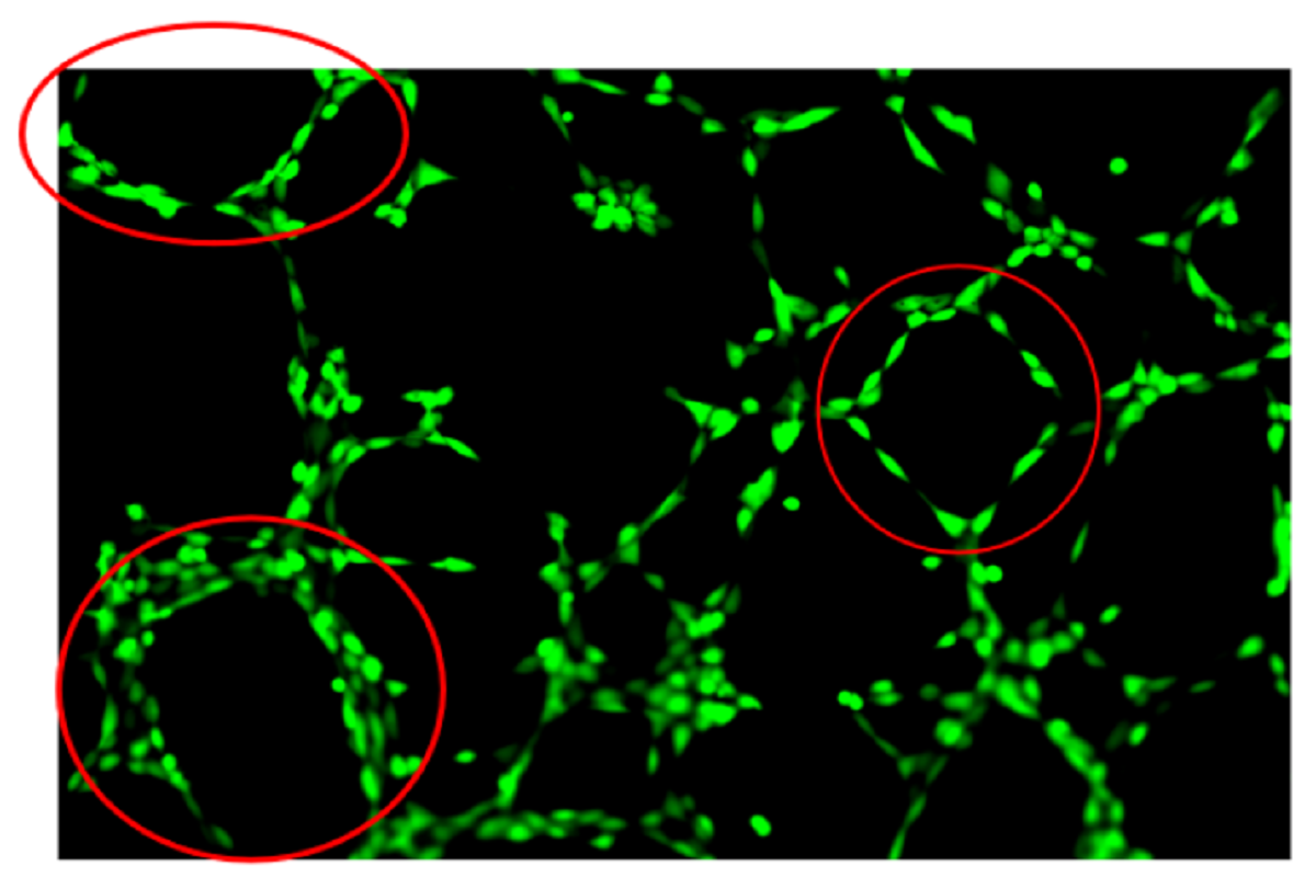 Centrigel™ Matrix Gel| Angiogenesis Assays protocol