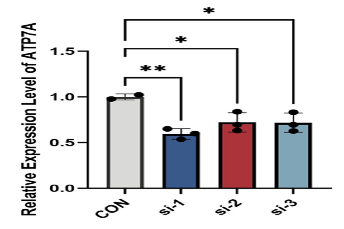 Cell Transfection | U251 (Human Glioblastoma Cells) Transfection – siRNA