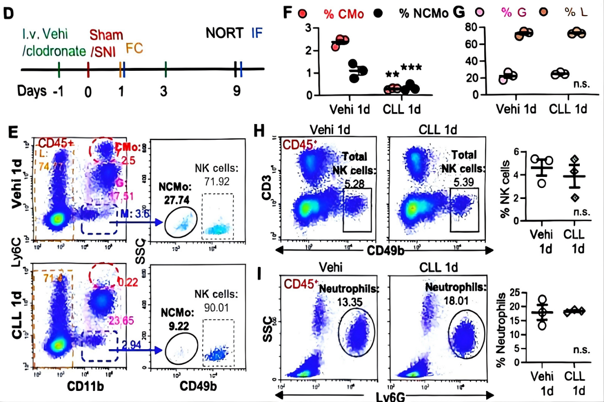 Clodronate Liposomes | Lesson 7: Peripheral Blood