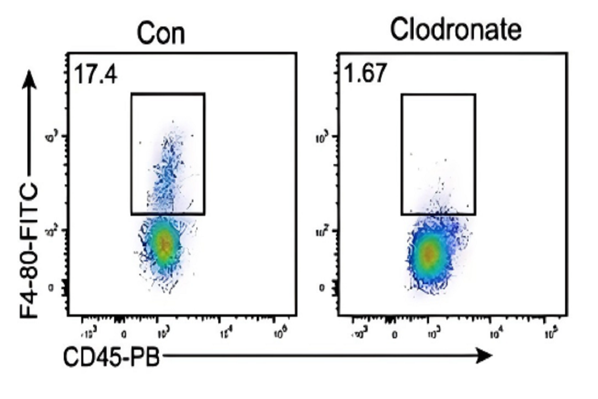 Simplifying In Vivo Macrophage Depletion: A Practical Guide with Clodronate Liposomes