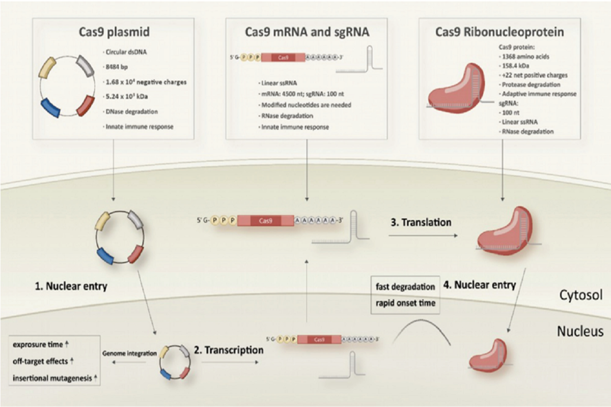 CRISPR/Cas Systems: Biological Formats and Delivery Strategies for Genome Editing