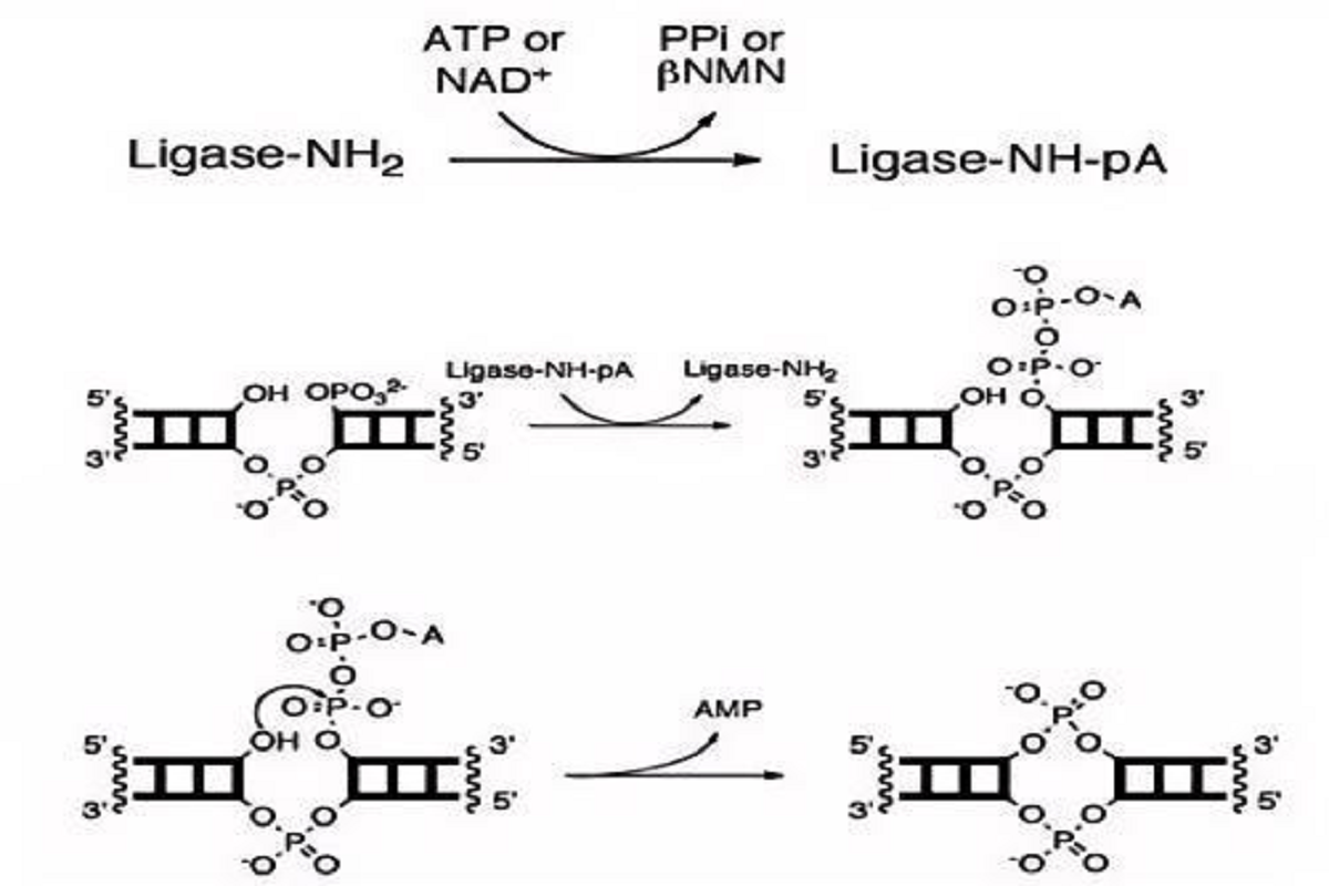 Breakthrough in DNA Ligation: Premium T4 DNA Ligase Redefines Stability, Precision, and Ultra-Low Self-Ligation