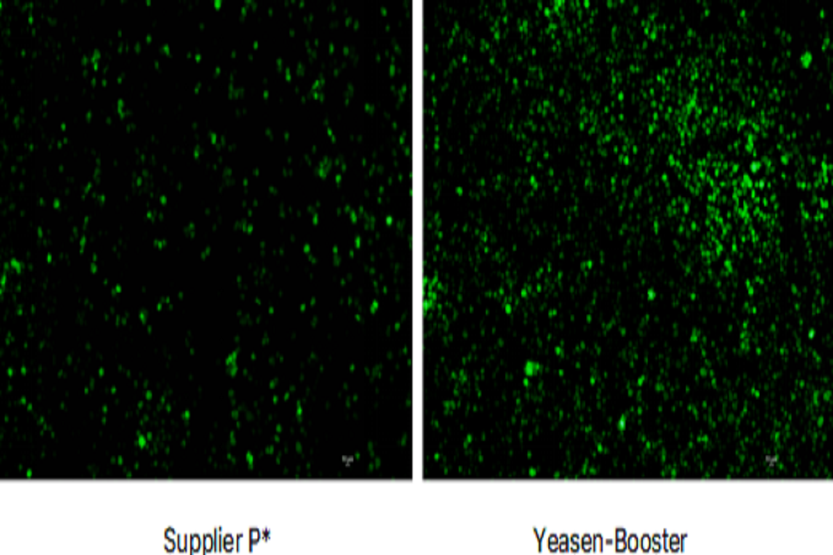 Cell Transfection | BmN Silkworm Ovarian Cell Line Transfection – DNA
