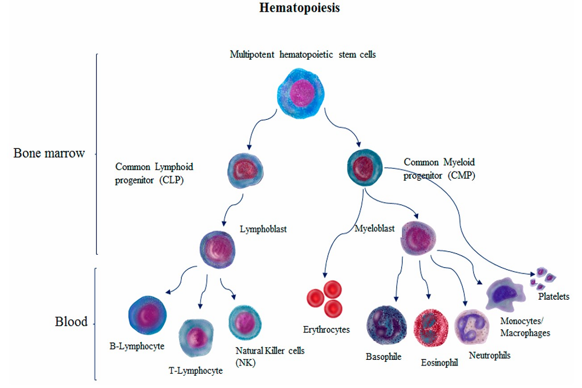 Deciphering the Hematopoietic Stem Cells Niche: The "Dual Regulatory Role" of Cytokines in Hematopoietic Stem Cells Differentiation