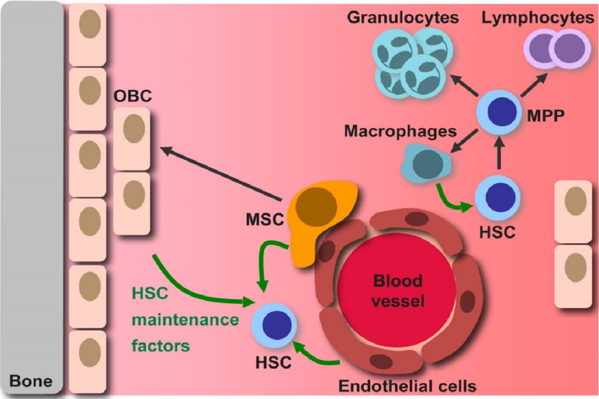 IL-3/SCF/FLT3L: The Core Driving System for Efficient In Vitro Expansion of HSPCs