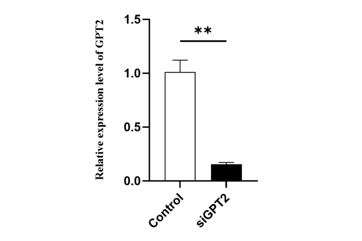 Cell Transfection | BEAS-2B (Human bronchial epithelial cell) Cells Transfection – siRNA