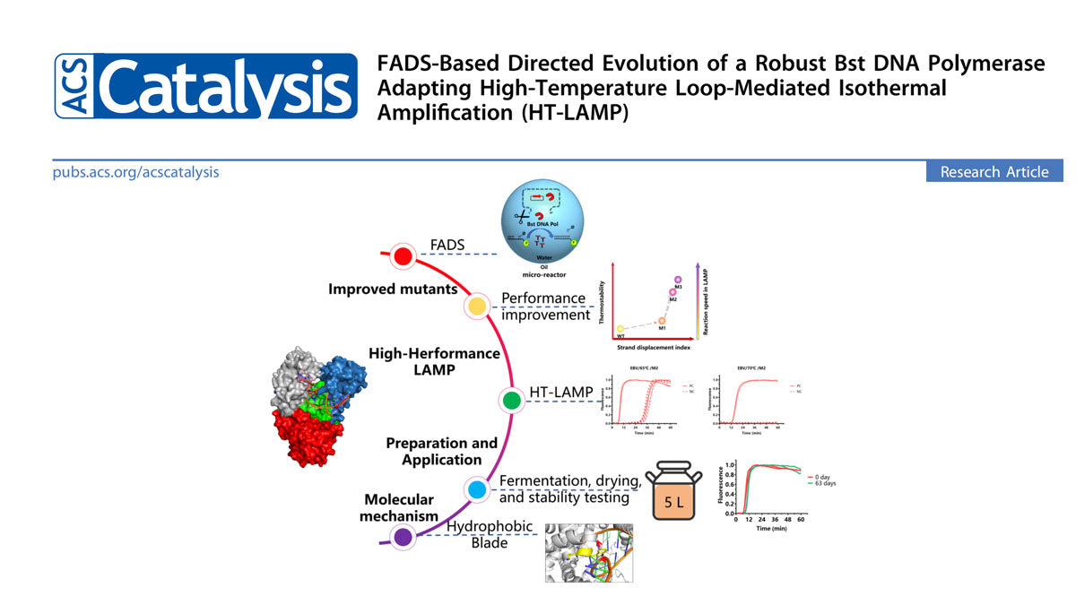 Yeasen Groundbreaking Milestone in High Temperature Bst DNA Polymerase Evolution for Eliminating False Positive Issues in LAMP Assays