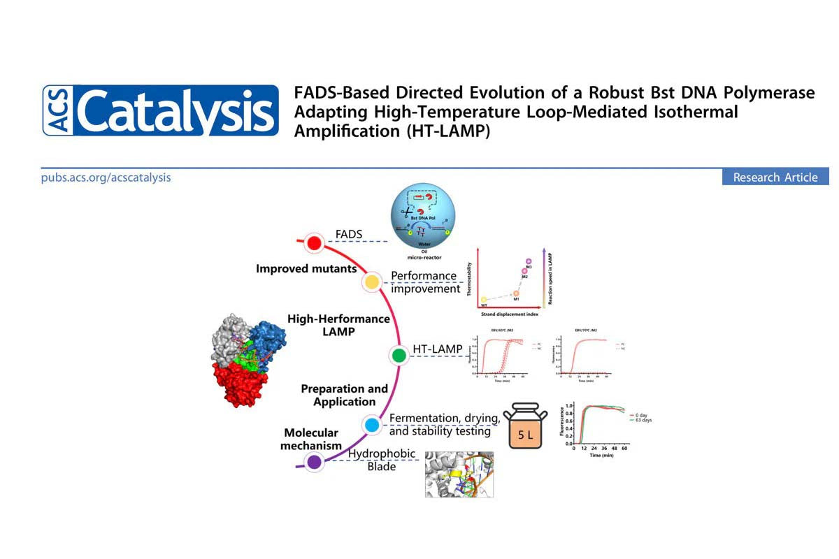 Yeasen Groundbreaking Milestone in High Temperature Bst DNA Polymerase Evolution for Eliminating False Positive Issues in LAMP Assays