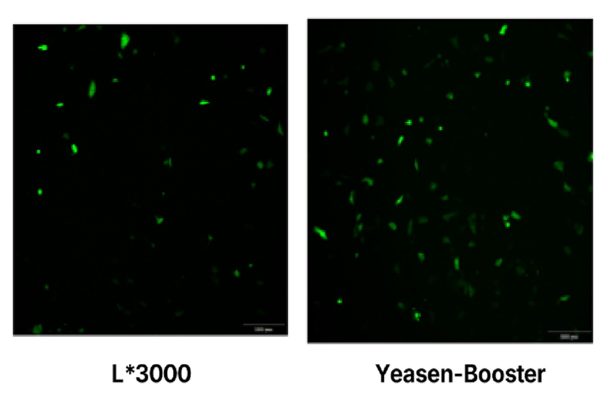 Cell Transfection | T24 Human Bladder Transitional Cell Carcinoma Cells Transfection – DNA