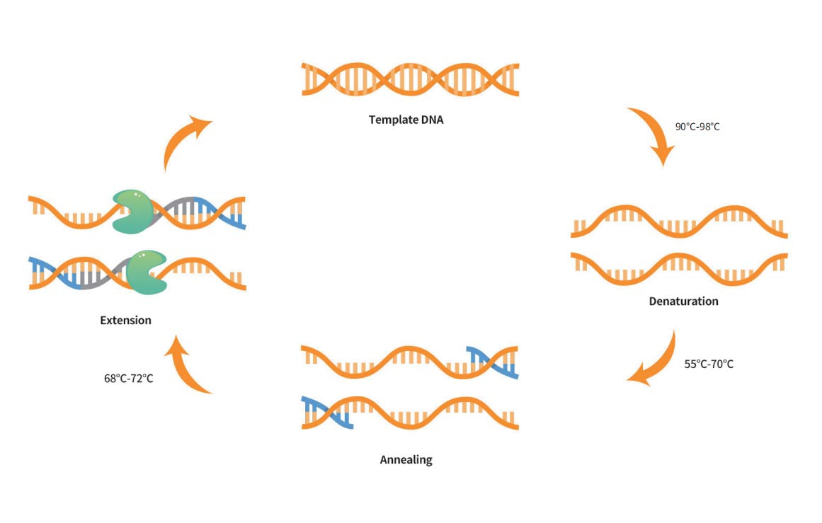 PCR, Nucleic Acid Electrophoresis, Laboratory Techniques Handbook
