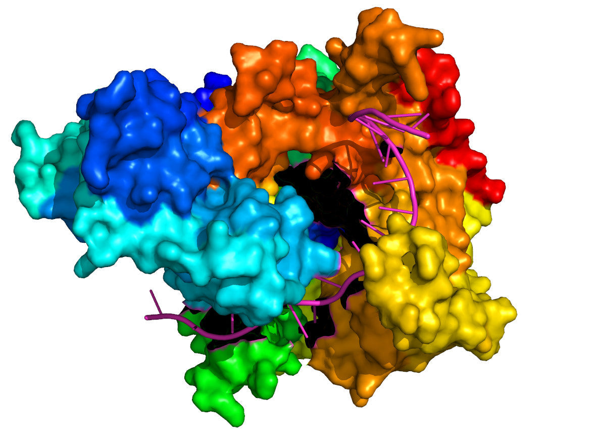 Fidelity Assessment of T7 RNA Polymerase for mRNA Therapeutics