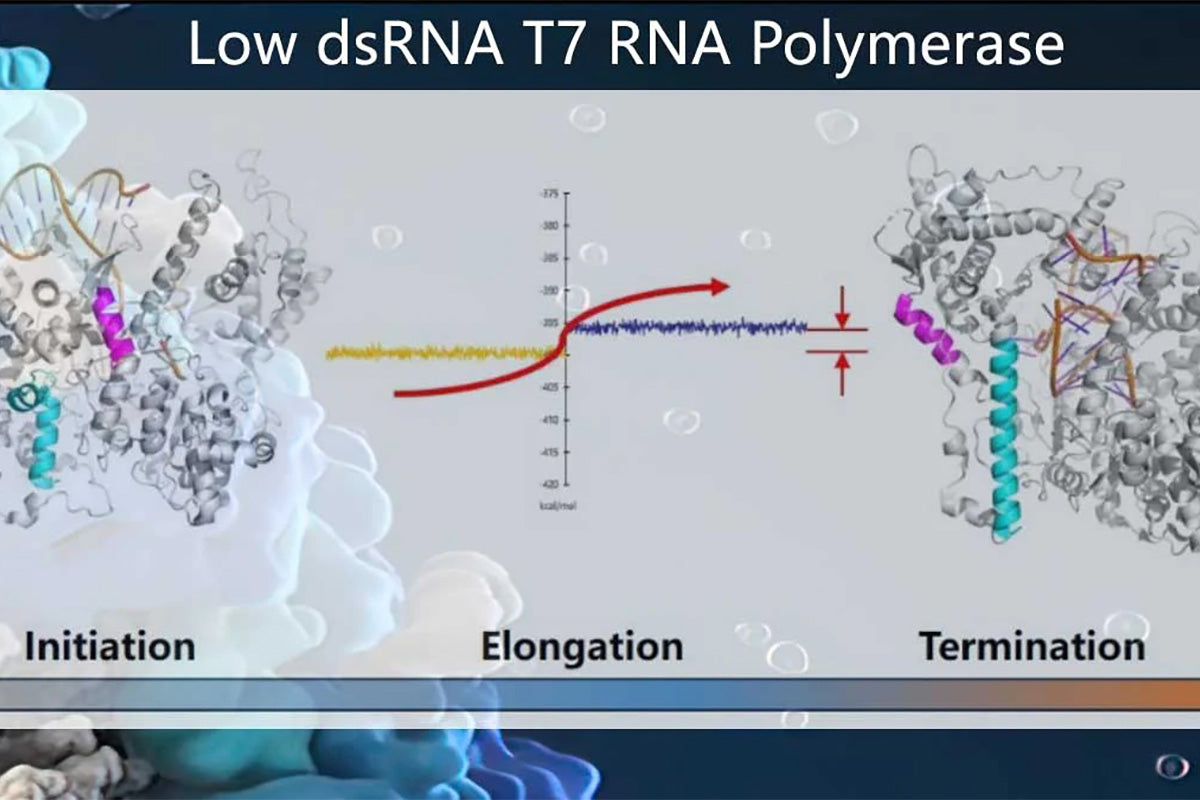 CleaScripâ„¢ Low dsRNA T7 RNA Polymerase Mutants, Empowering mRNA Vaccine and Therapy Development