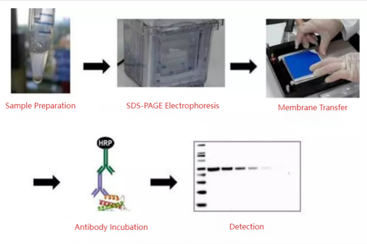 Avoiding common mistakes in western blot workflows