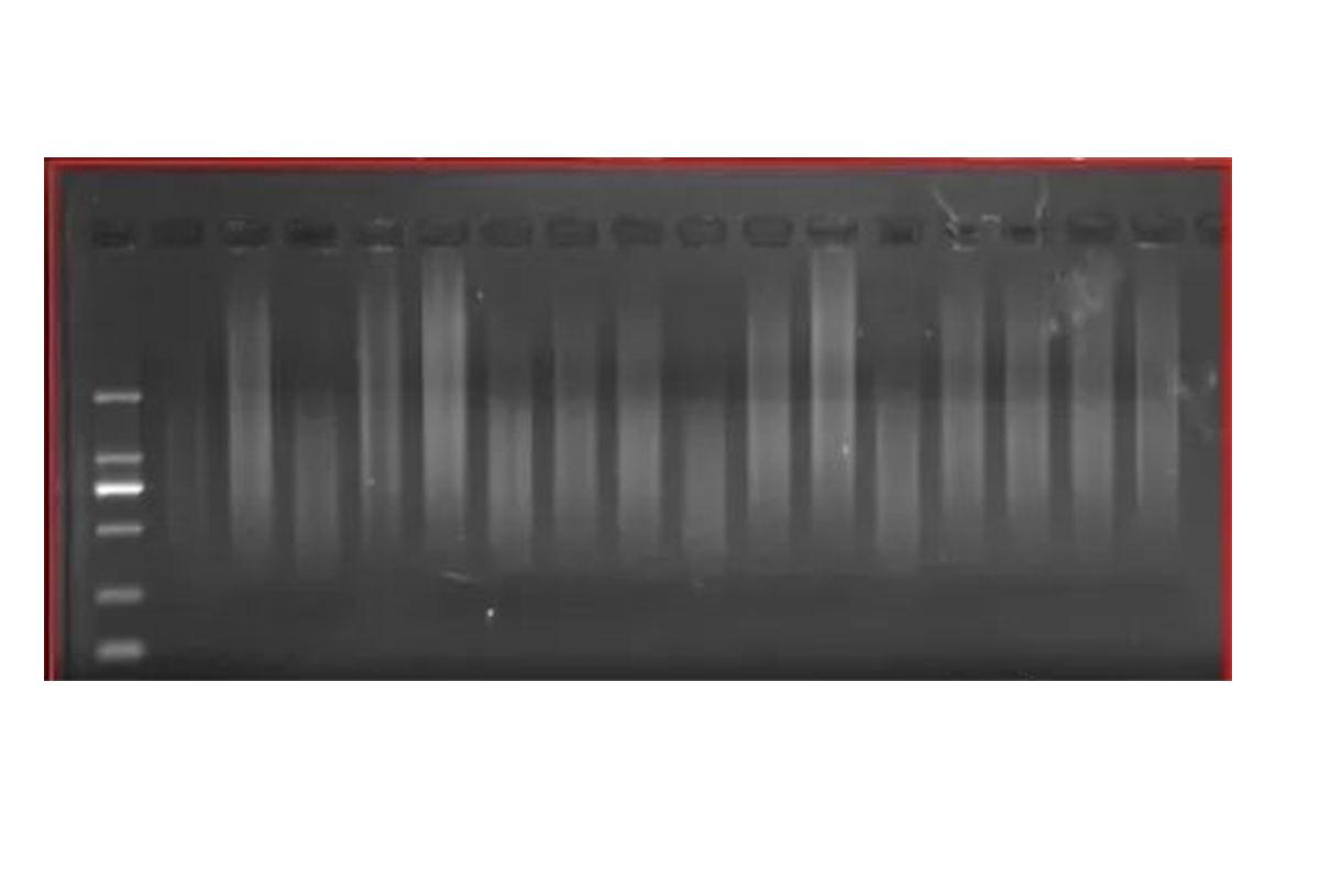 Don’t Know How Much cDNA to Use? Still Measuring cDNA Concentration?