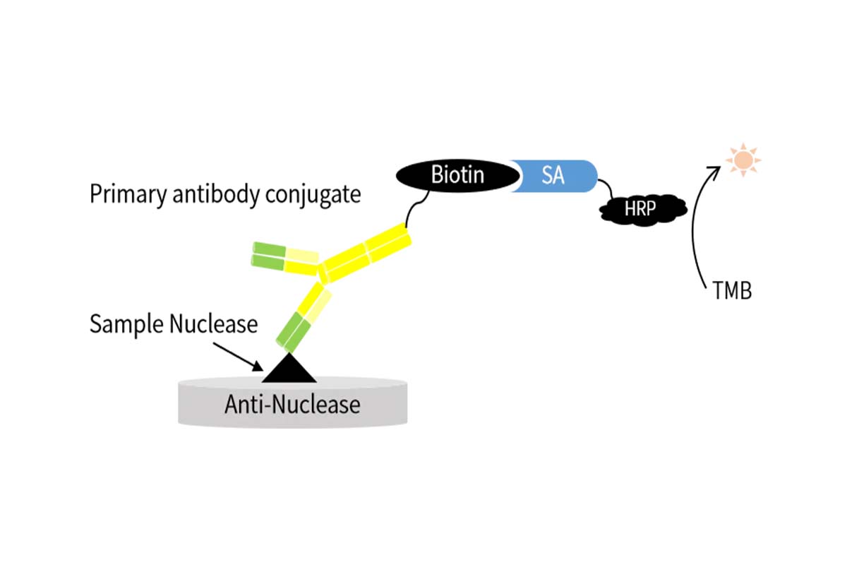 Residual Nucleic Acid Removal in Biologics: UCF.ME™ UltraNuclease & Nuclease Residual Detection Kit