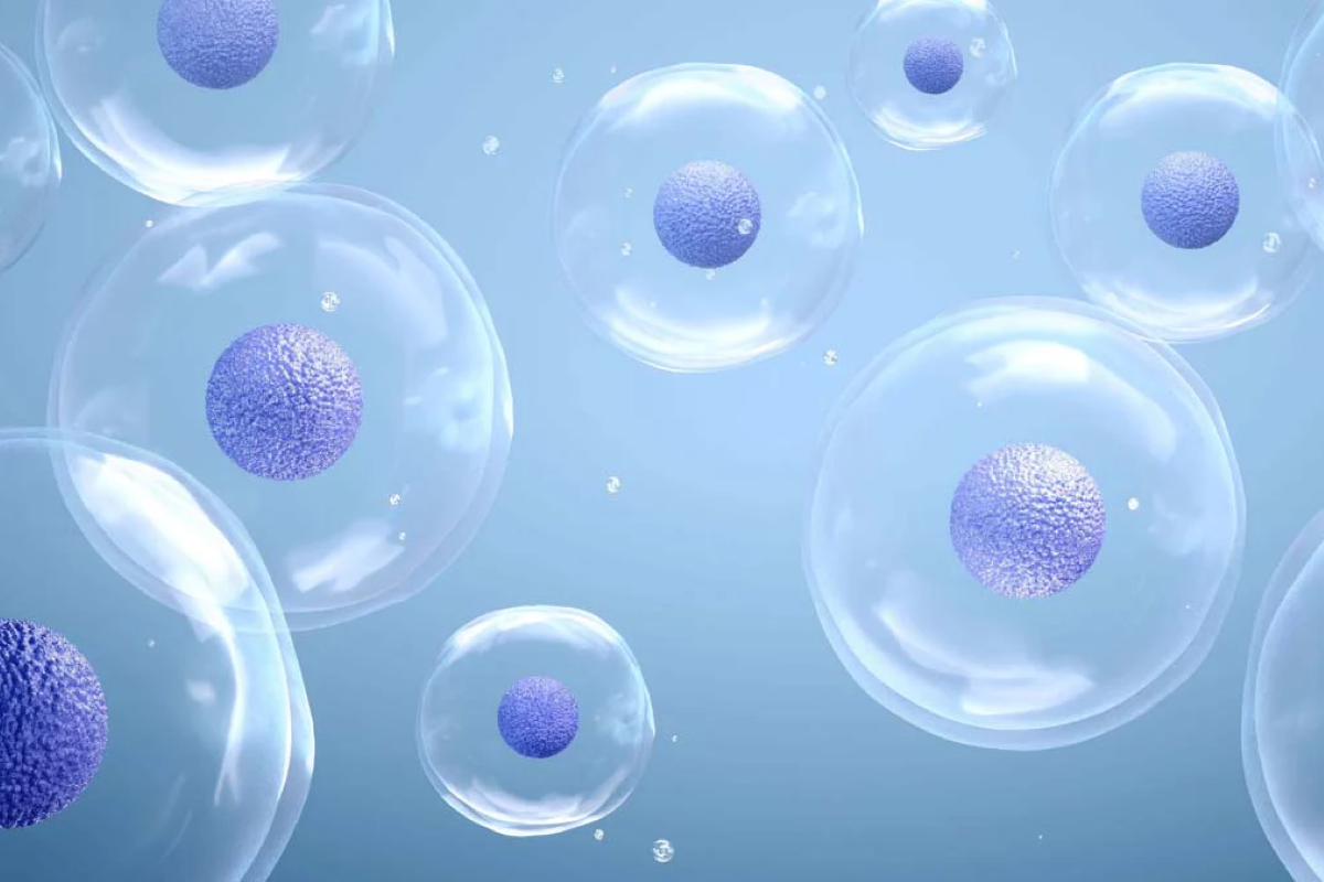 Advancing Organoid Research with High-Performance Human Wnt3a