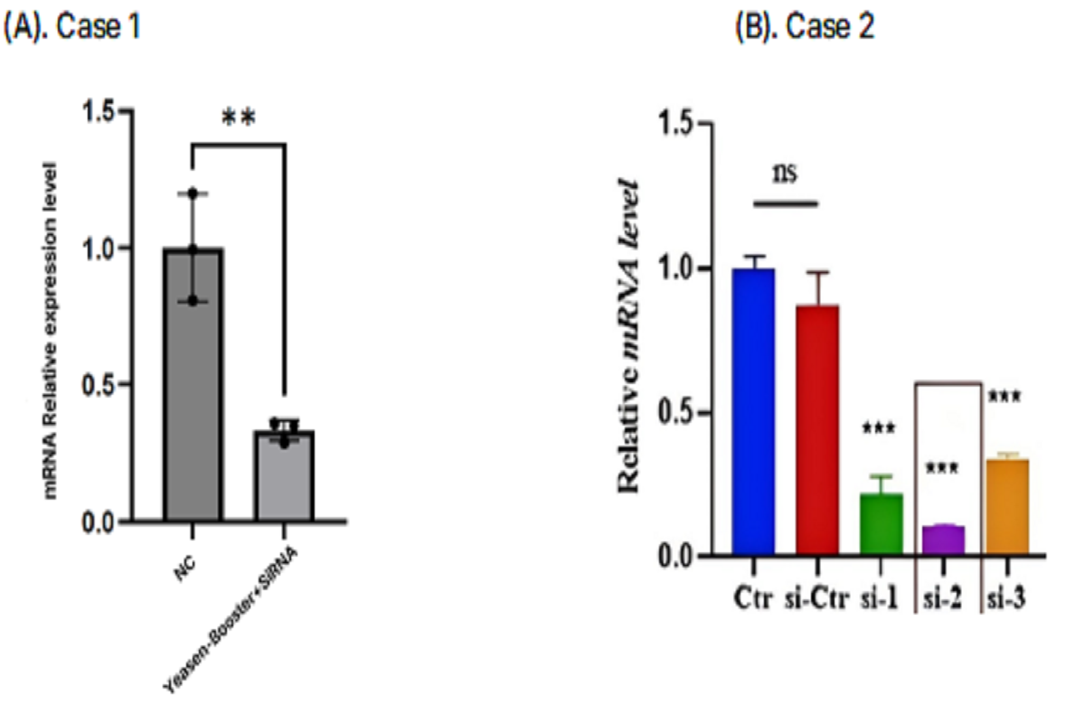 Cell Transfection | RAW264.7 Mouse Monocytic Macrophage Cells Transfection – siRNA