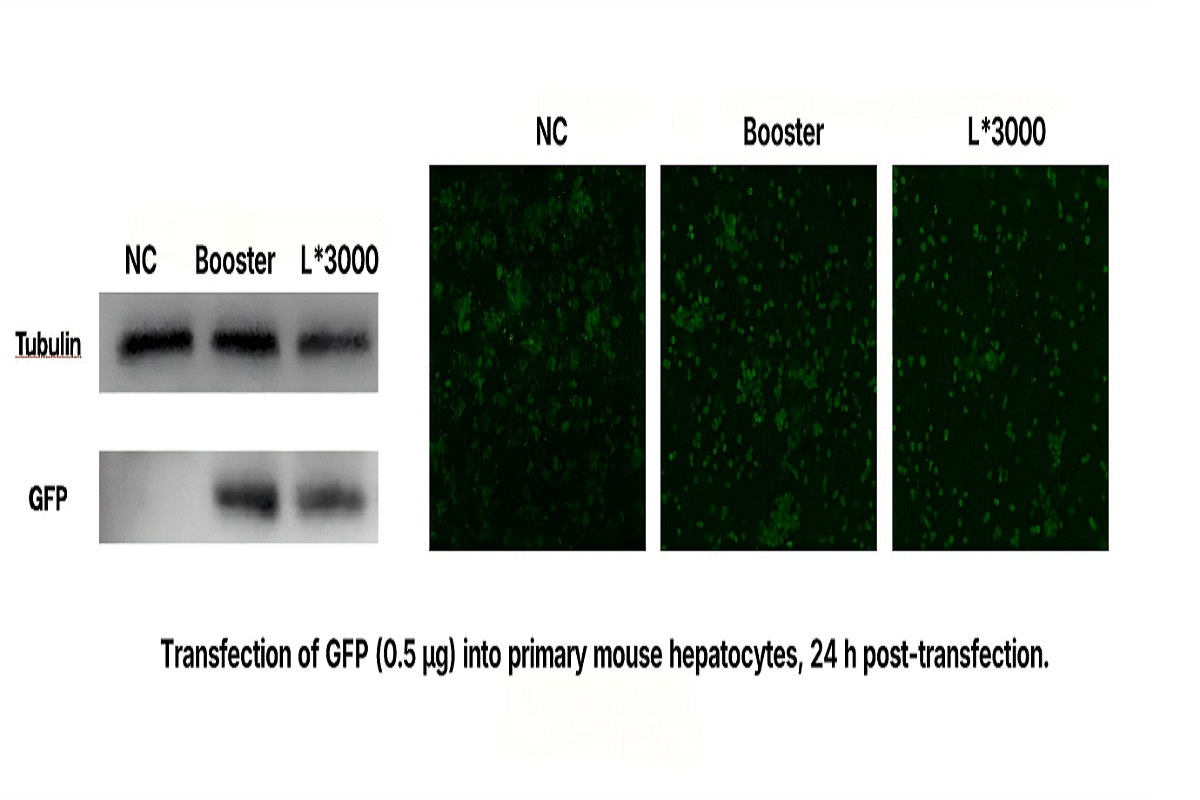 Cell Transfection | Transfection of Primary Mouse Hepatocytes(PMHs)-DNA