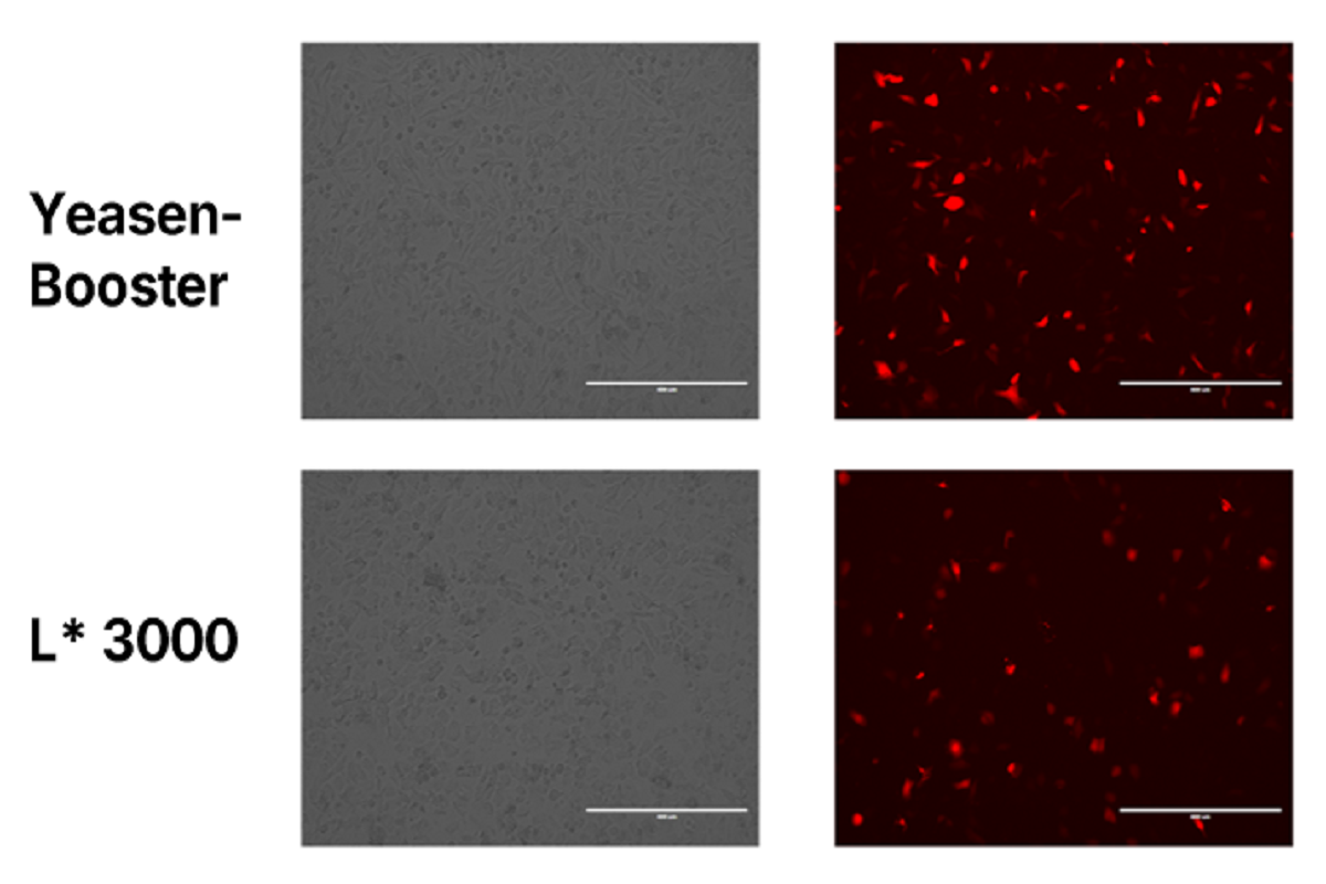 Cell Transfection | Transfection of Primary Porcine Alveolar Macrophages(PAMs) – DNA