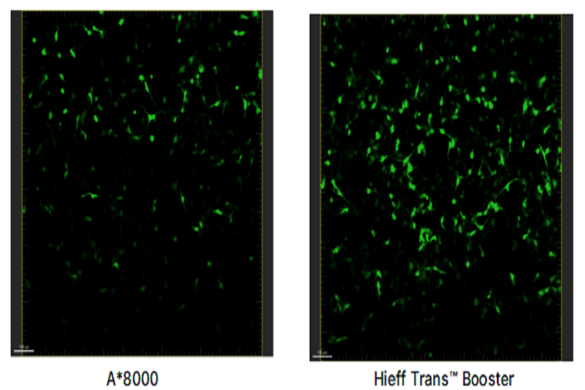 Cell Transfection | Transfection of Primary Mouse Skin Fibroblasts