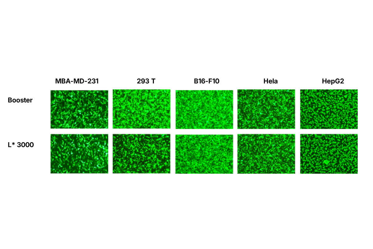 Protocol for Transfection of mRNA into Cells
