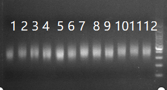 DNA Library Prep | Herbal Medicine Samples | WGS