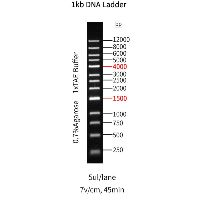 Échelle d'ADN Goldband ™ 1KB -10510ES