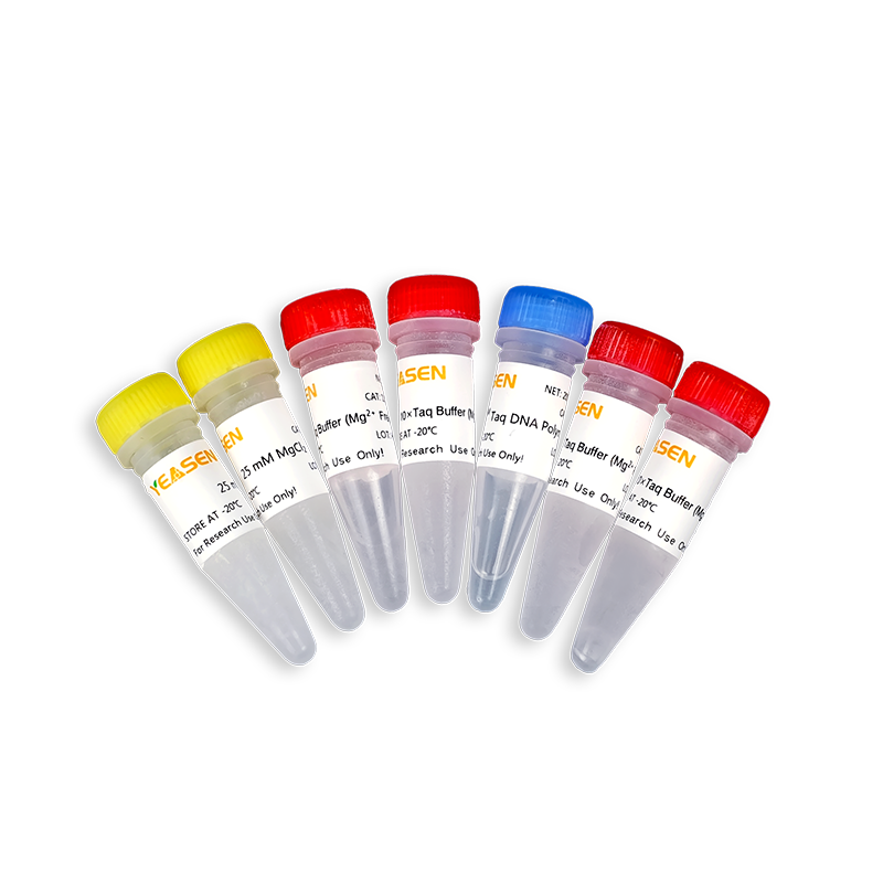 Hieff Taq ADN polymérase _ 10101ES