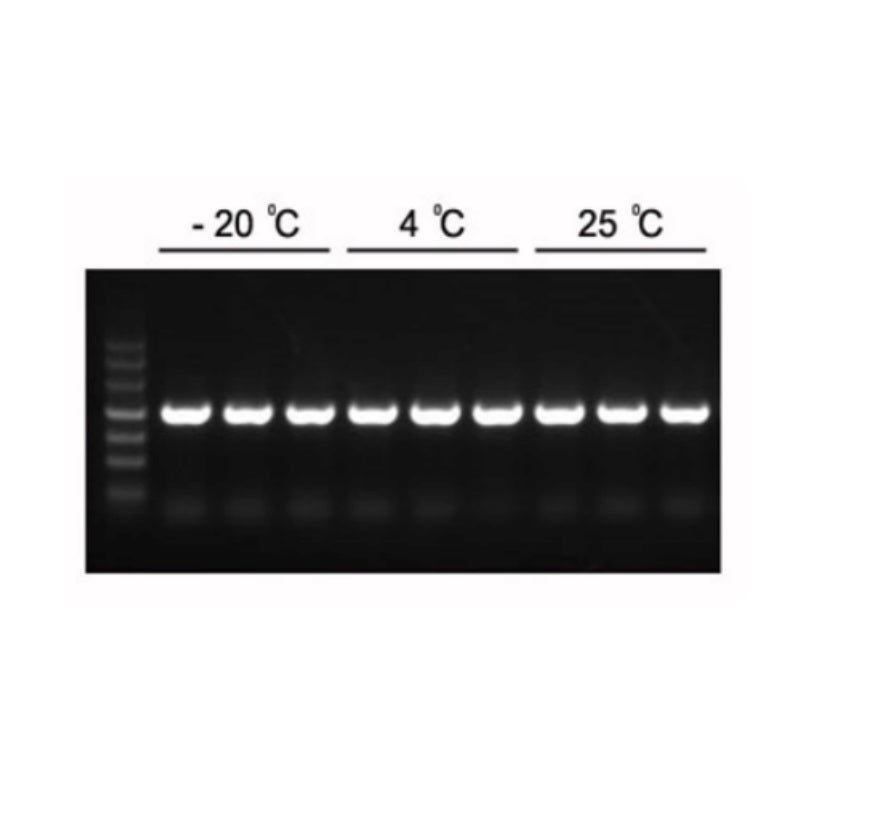 2 × Hieff ™ PCR Master Mix (avec colorant) _ 10102ES