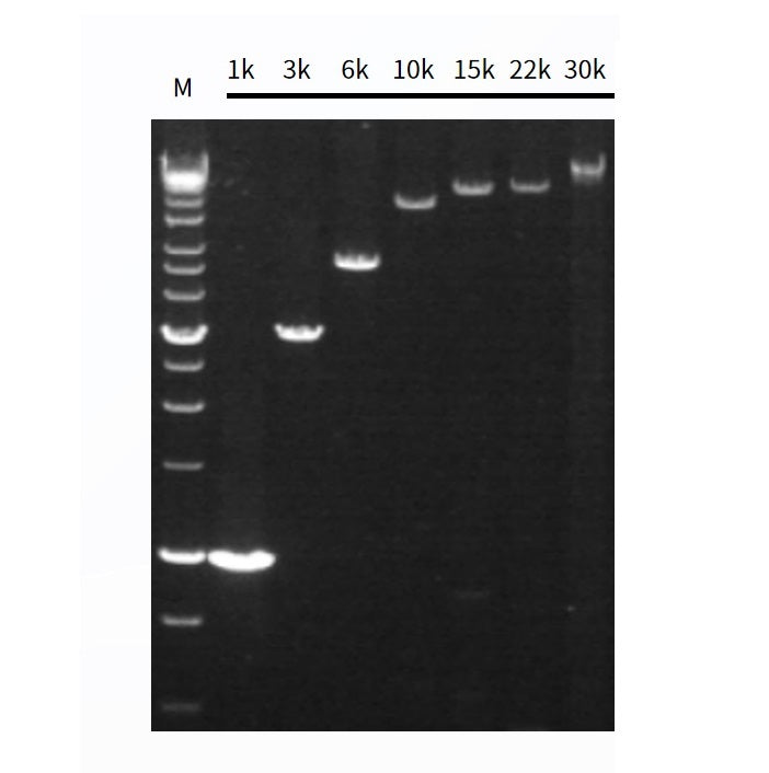 2 × Hieff Canace ™ AdvanceFast High -Fidelity PCR Master Mix (met kleurstof) -10164ES