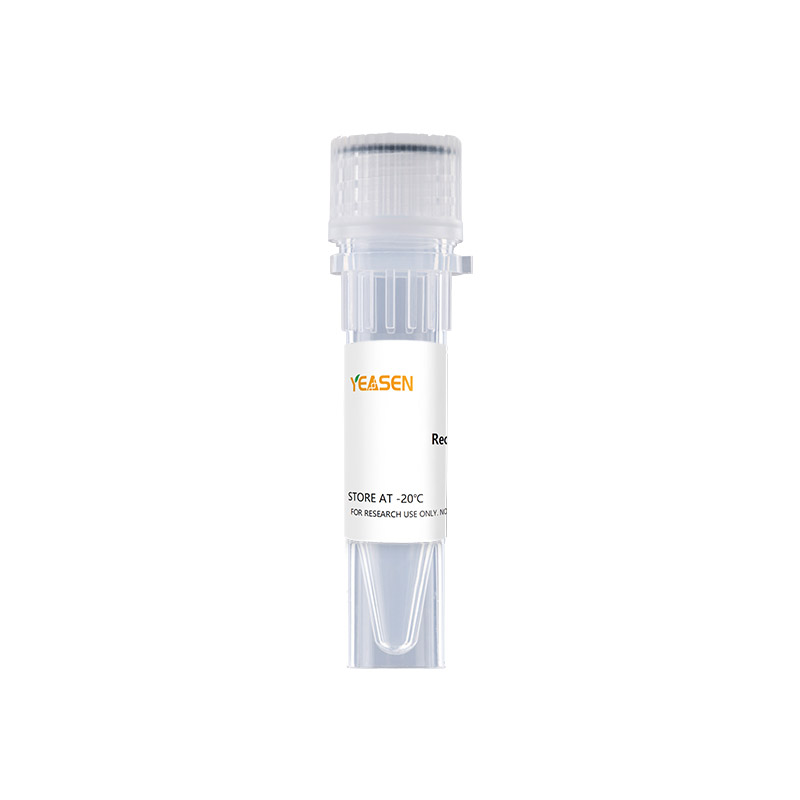 Recombinant RNase A (Liquid,DNase-Free ) _ 10418ES