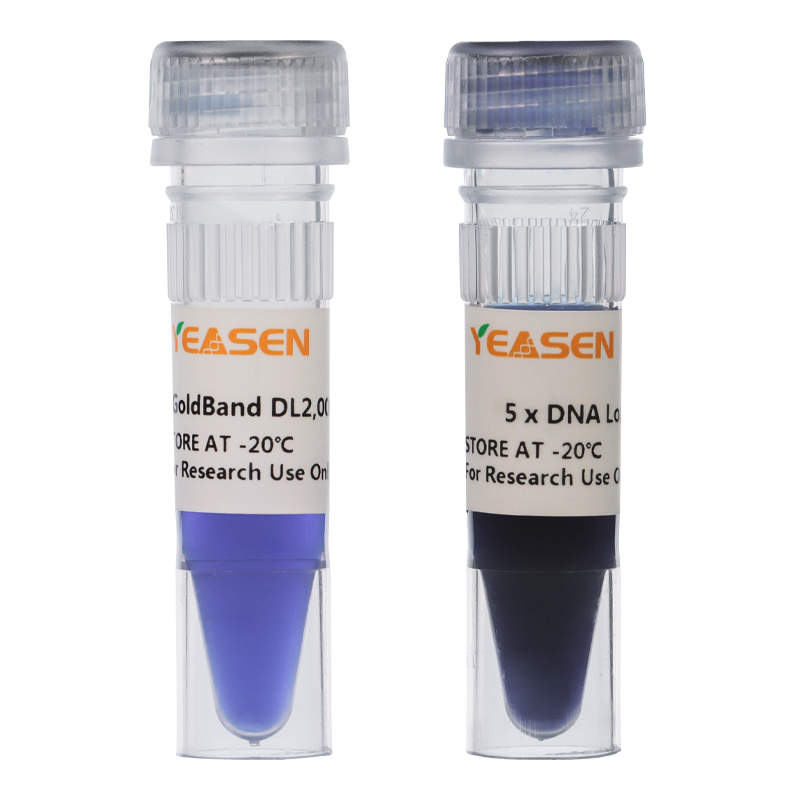 Marqueur d'ADN GoldBand ™ DL2000 -10501ES