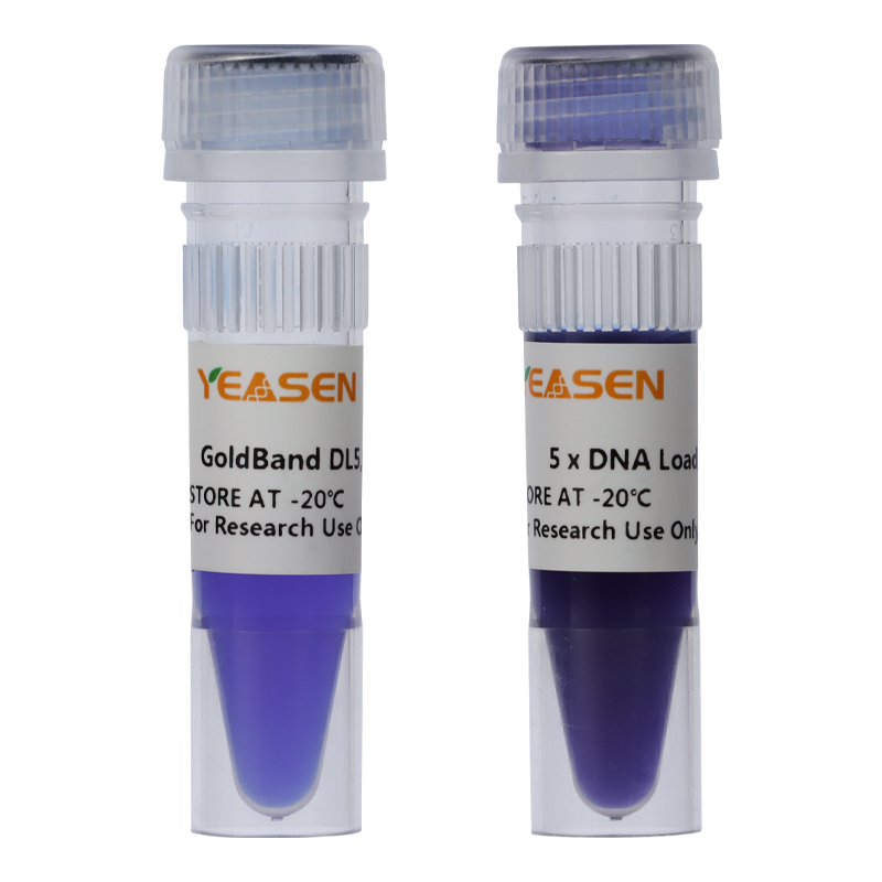 Marqueur d'ADN GoldBand ™ DL5000 -10504E