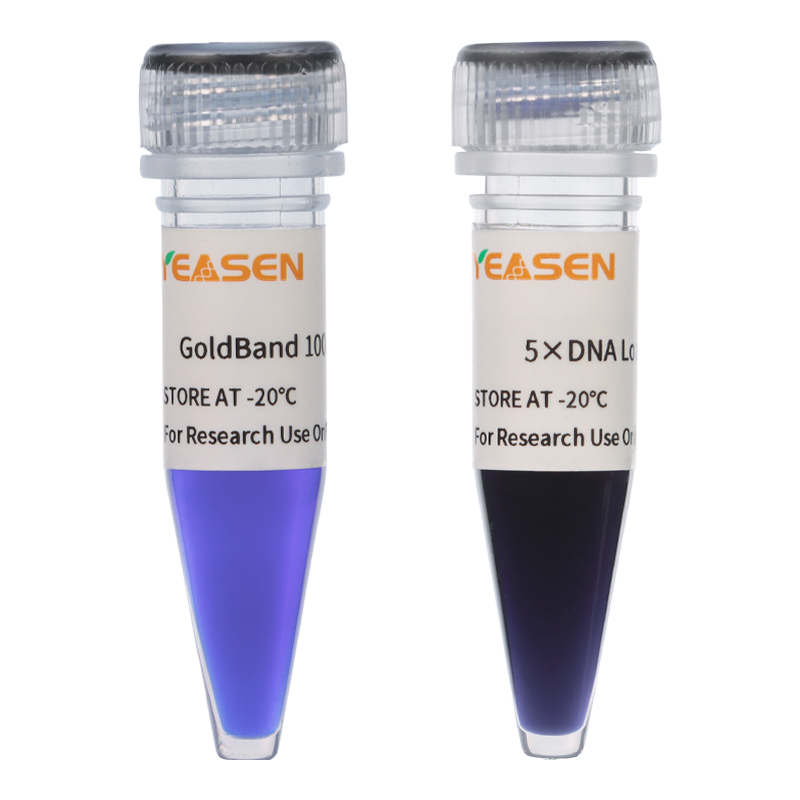 Échelle d'ADN Goldband ™ 100BP -10507ES