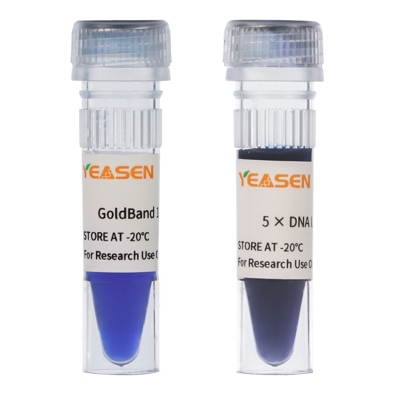 Échelle d'ADN Goldband ™ 1KB -10510ES