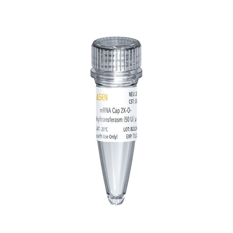 ARNm Cap 2'-O-O-méthyltransférase GMP-Grade (50 U / μL) _ 10612ES