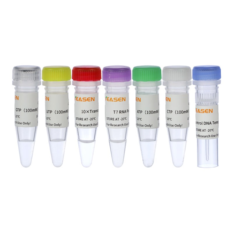 T7 High Yield RNA Synthesis Kit for Co-transcription (low dsRNA, with LZCap AG) _ 10635ES