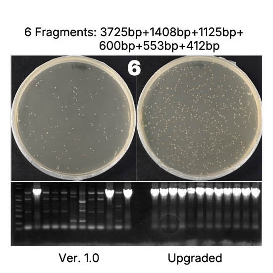 Hieff Clone ™ Universal II One Step Cloning Kit _ 10923es