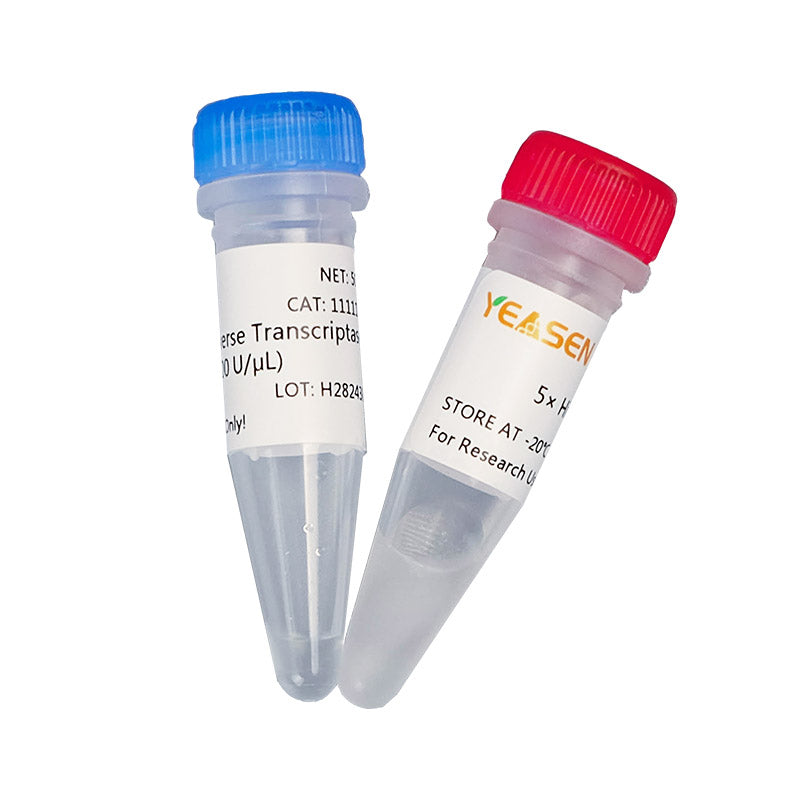 Hifair ™ ⅲ Transcriptase inversée -1111es