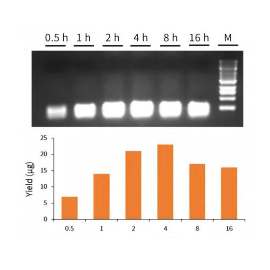 Hifair प्रिसिजन SGRNA सिंथेसिस किट _ 11355ES