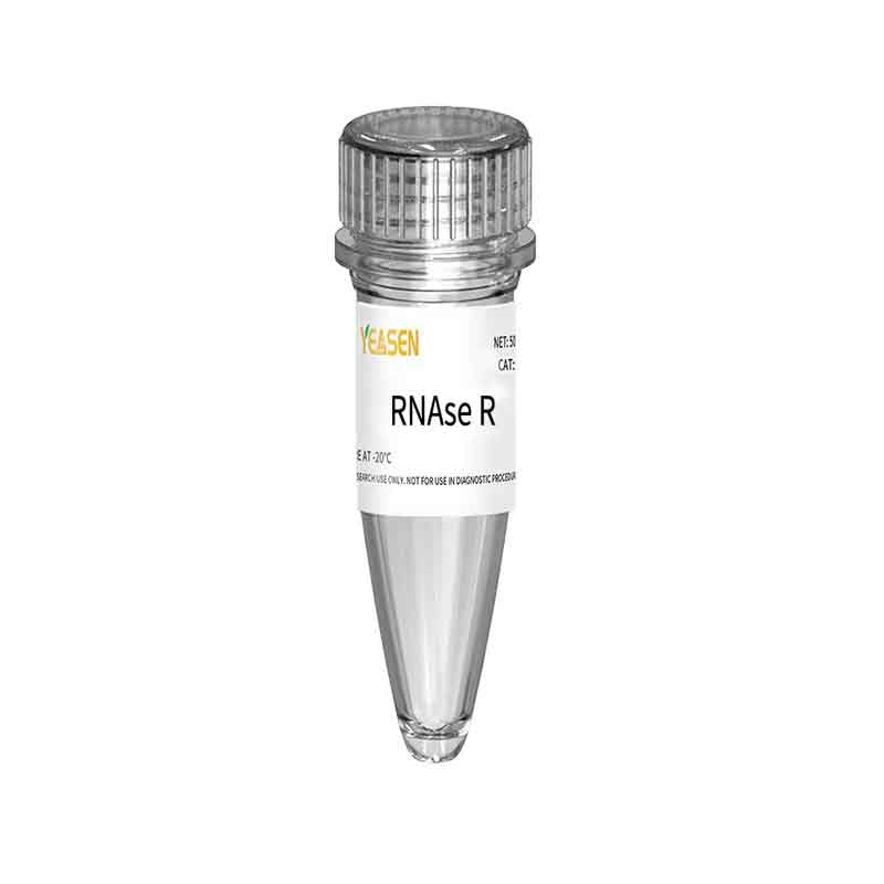 RNase R (20 U / μl) - 14606ES