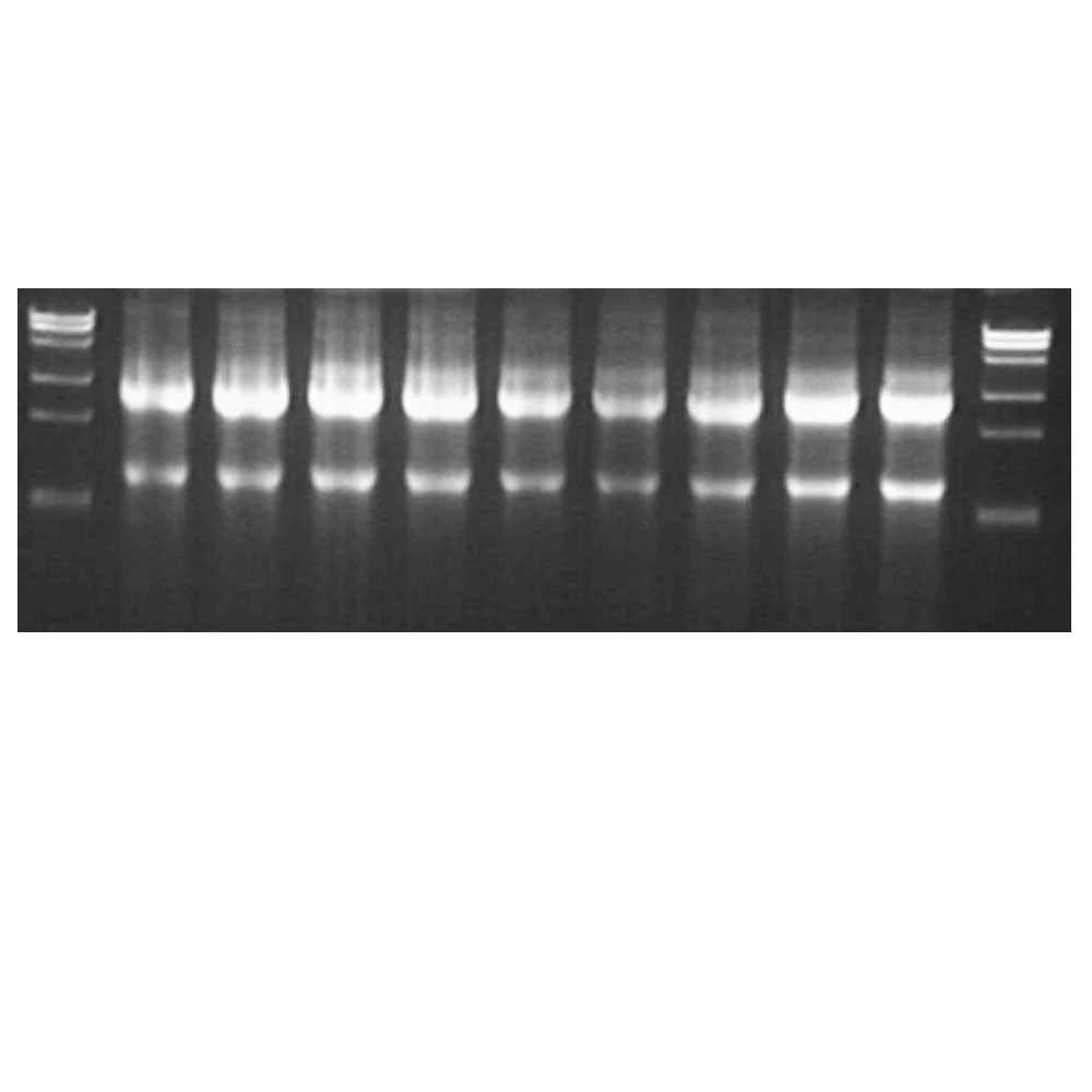 Hieff Cell/Tissue Total RNA Kit (DNA removing plus) _ 19221ES