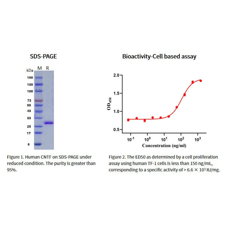 Proteína CNTF humana recombinante, sua etiqueta _92131es