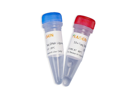Taq DNA Ligase (40 U/µL) _ 11051ES