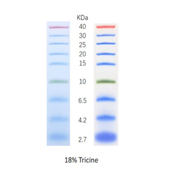 Goldband â„¢ 3-Color Rentang Protein Penanda Protein (2.7-40 kDa) _ 20344es