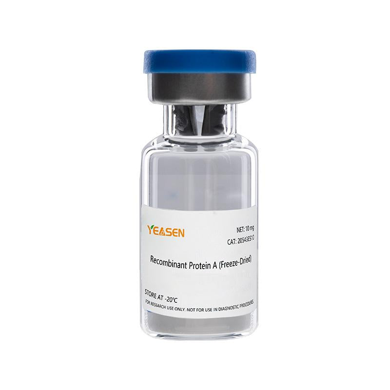Recombinant Alkalitolerant Protein A (Freeze-Dried) _ 20543ES