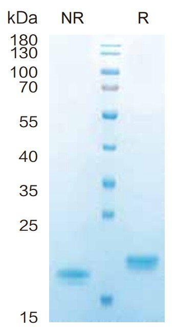 Humaan IL-28A-eiwit _ 90209es
