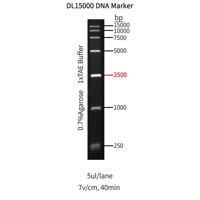 DL15,000 DNA Marker
