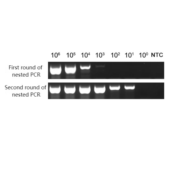 GMyc-PCR Mycoplasma Detection Kit (2G) _ 40614ES